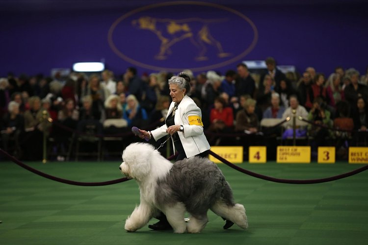 Enid Fritz from Dallas, Texas, runs her Old English Sheepdog named Dizzy during competition in the Herding Group at the Westminster show on February 16, 2015. 
