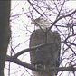 Bald Eagle Spotted In Upper West Side Park