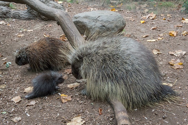 North American Porcupine Born at WCS’s Bronx Zoo