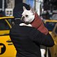 Luke, a French bulldog, is carried by his owner Paul, of New York City, outside New York's Pennsylvania Hotel ahead of the 139th Westminster Kennel Club Annual Dog Show in Manhattan, February 15, 2015.