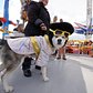 Register For Luna Park’s Halloween Dog Parade & Costume Contest