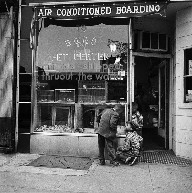 Three young boys enjoy the animals in the window of Boro Pet Center in Brooklyn Heights in March 1958.