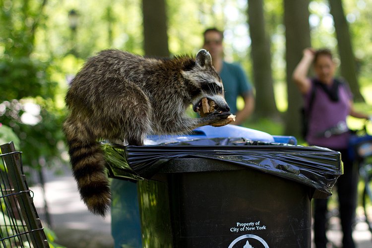 Raccoon in NYC