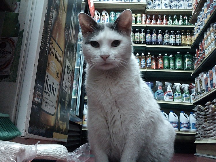 Bodega Cat