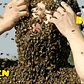 20000 bees swarm our Manhattan skyscraper