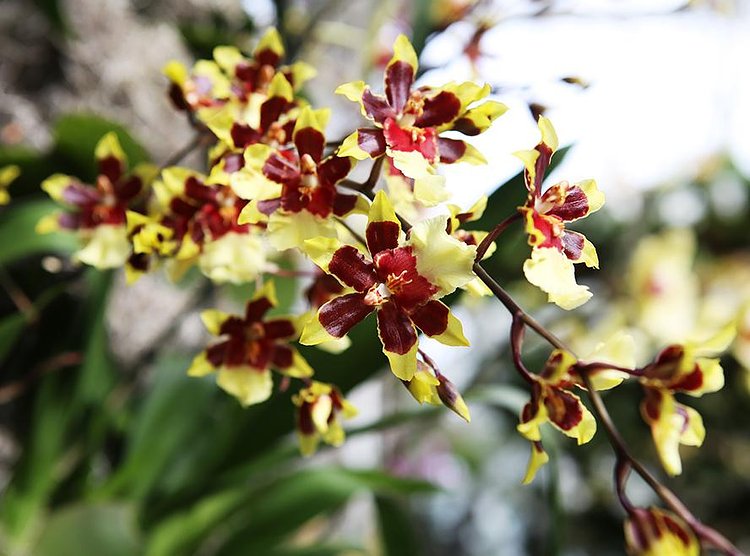 The orchid’s pollination habits—they only specialized reproductive parts and only one pollen mass/one chance at “procreation”—fascinate researchers. “There are orchids that do such bizarre things as mimic the female of a species of bee and trick the males into mating with the flowers to get them to pollinate them,” said Hachadourian. “It’s like they push the edge of science, almost to science fiction.”