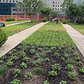 Planting Continues at Park Level of WTC Liberty Park