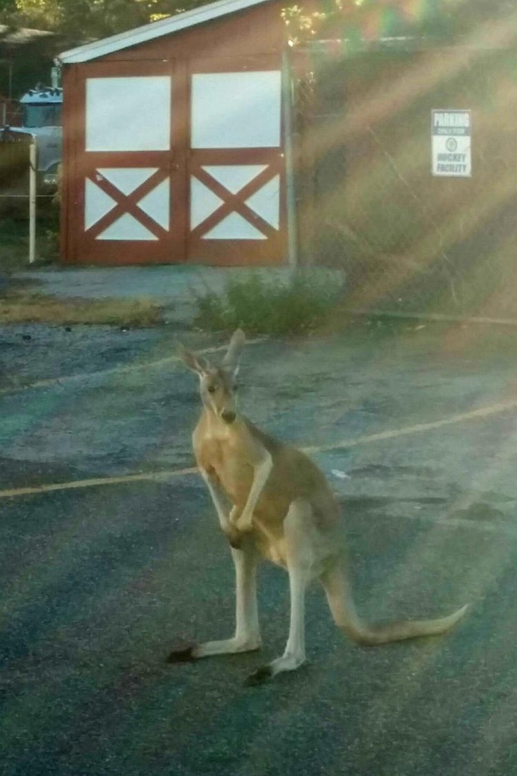 A pet kangaroo escaped from his enclosure at a Staten Island home on Saturday.