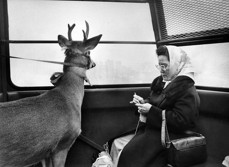Dec. 3, 1977: The view from the Roosevelt Island tram was enchanting for one passenger, ho-hum for another. Also ho-hum: that the other passenger happened to be a reindeer.