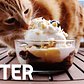 Cute Cat Eats Big Gay 'Salty Pimp' Sundae