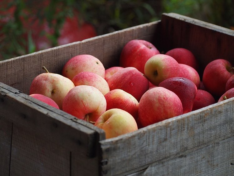 Box of fresh picked apples