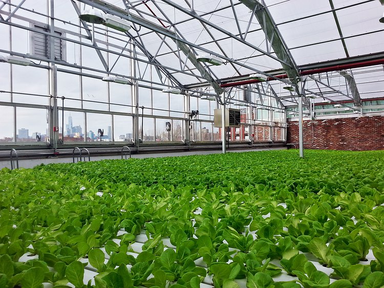 Gotham Greens Greenhouse | Its spring all the time!