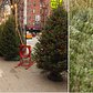 NYC Christmas Tree Vendor Charges $1,000 For Rare Holiday Firs