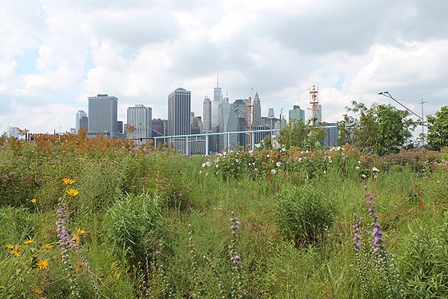 Brooklyn Bridge Park's flower garden at Pier 6 is in bloom for the first time.