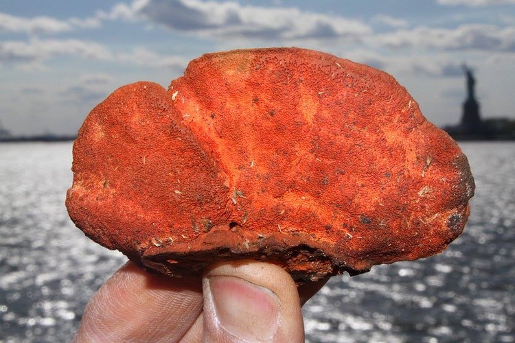 Trametes cinnabarina---May 2016