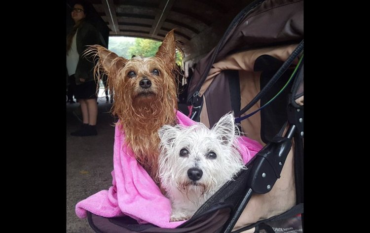 Taking shelter in Central Park