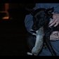 GRAPHIC CONTENT: Dogs hunting rats in NYC
