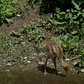 White-Naped Crane Chick Debut | Bronx Zoo
