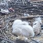 Red Tailed Hawk Nest in Brooklyn