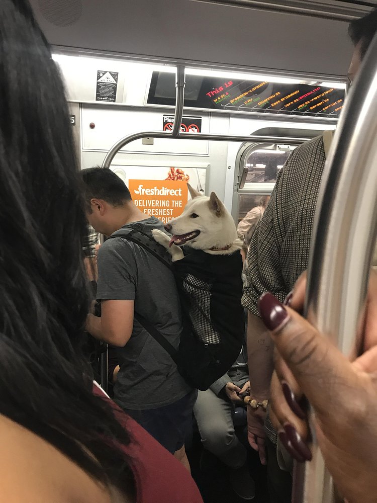 Pupper has places to go and people to see