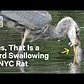 NYC Bird Swallows Entire Rat in One Gulp
