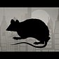 How Many Rats Does New York City Have?