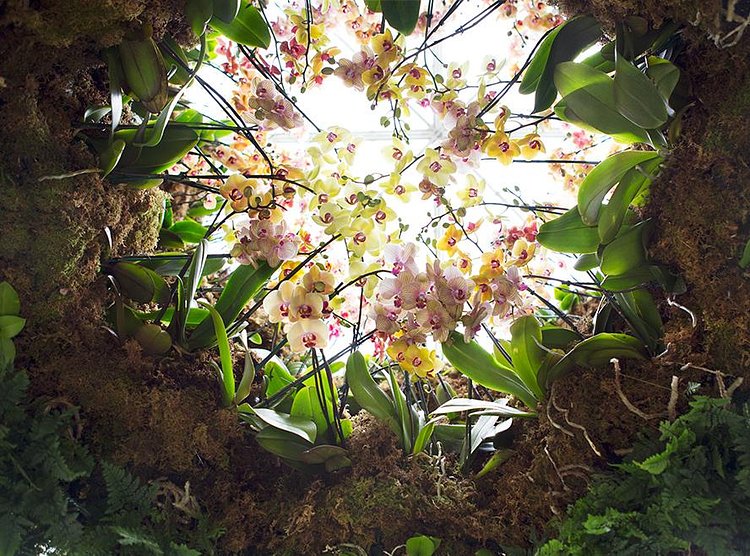 “There are a little bit of horticultural acrobatics to get these gorgeous orchids, hundreds of them, on this enormous orchid chandelier,” said Hachadourian.