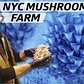 How Smallhold Farms Cultivates Rare Mushrooms for NYC Restaurants — Vendors