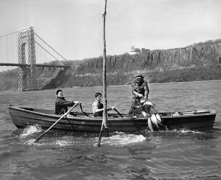 April 18, 1947: “In my forty-five years of shad fishing, this was the slowest season to get under way I’ve ever seen,” said Harry E. Lyons, owner of the boat pictured, in The Times’s News of Food. It warned that shad was “an especially bony fish so that it is best to have the bones removed at the market. Some stores, such as the Gristede ones, bone most all the shad that they sell.” The article also included a recipe for baked stuffed shad that was “Times-tested,” as in “tried in The New York Times kitchens.“