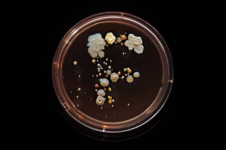 F Train: Contains E. coli, Micrococcus luteus, Bacillus subtilis