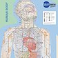 Poster - NYC style map of the entire human body (a schematic done in the style of the NYC subway)