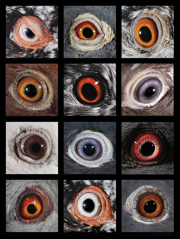 The New York Pigeon: Behind the Feathers