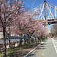 Roosevelt Island Cherry Blossom Tree Walk - I'ts Beautiful