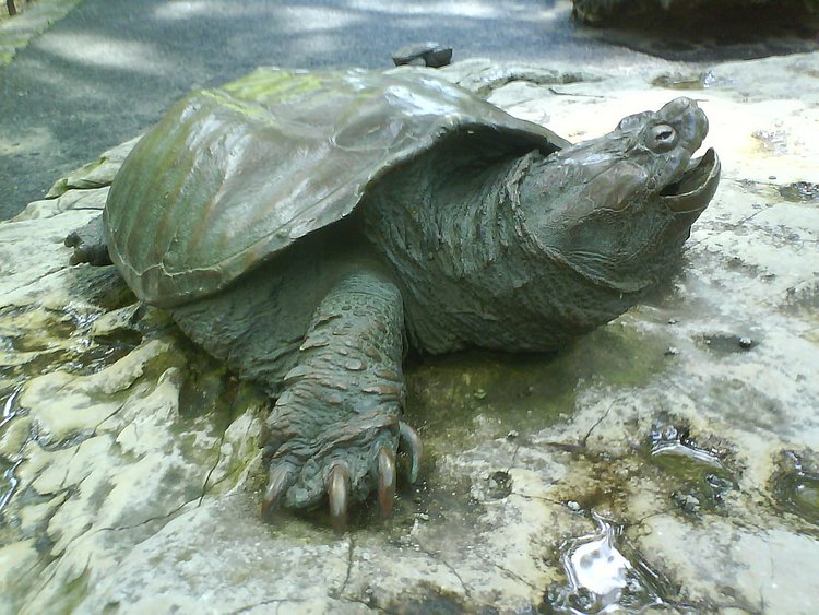 Hippo Playground - Riverside Park, NY | Nice playground, full of shade in the summer. Hippos, turtles, and other critters inhabit this park...