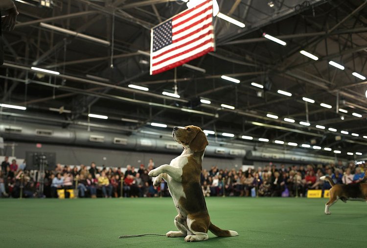 Thunder, a Beagle from Bangkok, Thailand, rises up on its hind legs in the ring during judging in the Hound Group at the Westminster show on February 16, 2015.
