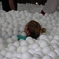 IMG_1527 | Pearl Fisher Jump In Ball Pit
