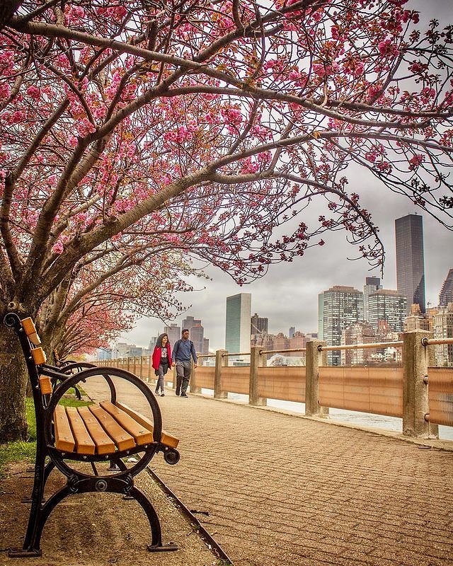 Cherry Walk, Roosevelt Island, Manahttan