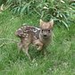 World's Smallest Deer Species Born at WCS's Queens Zoo