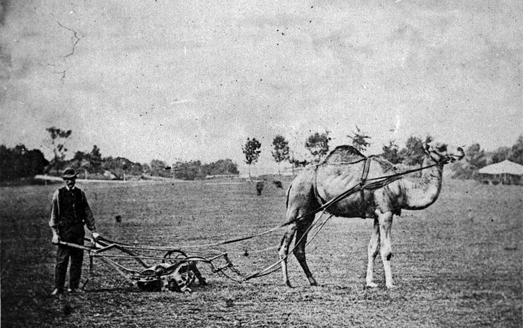 Camel Mowing in Sheep Meadow, Central Park, 1869.