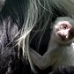 Angolan Black-and-white Colobus Monkey Baby | Bronx Zoo