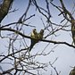 Monk parakeets observed in their adoptative habitat of Flatbush, Brooklyn.