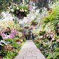 The show took two weeks to put together but months of cultivating to make sure the buds bloomed at the same time, said Marc Hachadourian, Director of Nolen Greenhouses for the New York Botanical Garden.
