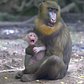 Mandrill Baby in Congo Gorilla Forest | Bronx Zoo
