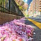 Fallen flowers along Park Avenue, Midtown, Manhattan