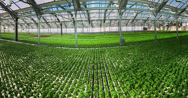 Everyone's favorite urban agriculture company, Gotham Greens, has opened up their third and largest New York City rooftop greenhouse in Hollis, Queens.