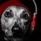 Headphone dog