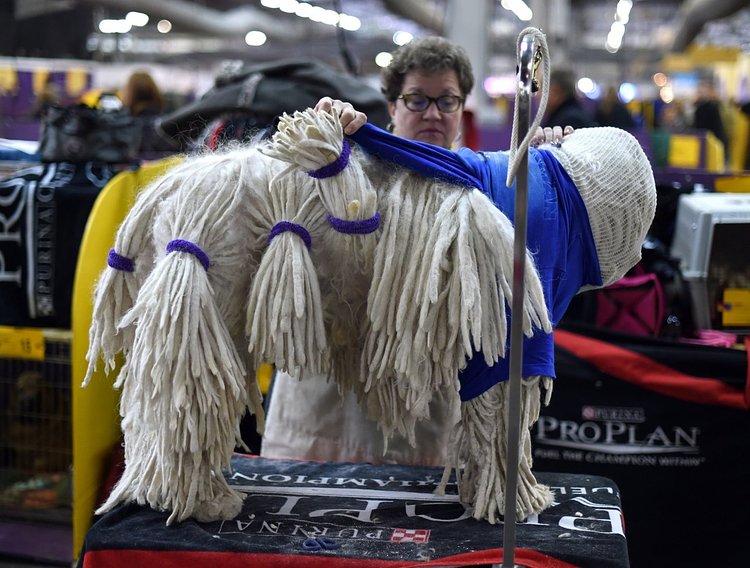 A Komondorok being groomed in the benching area around Pier 92 and Pier 94 in New York City on the second day of competition at the Westminster show, on February 17, 2015. The event was a two-day, all-breed benched show held on the piers and in Madison Square Garden.