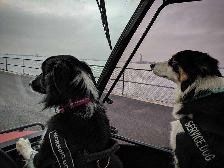 Quinn and Max are super intent on goose chasing this morning. (Maxie still has his service dog patches on, which is his second full time job). #workingdogsgonnawork @mollie_ann23