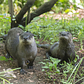 North American River Otter Pup Debuts at WCS’s Prospect Park Zoo