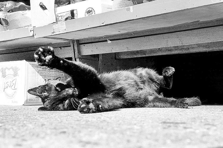 “I just kind of wandered in here one day and they gave me a job. I scare rodents. I’m good at it.”
- Gregory, Ridgewood